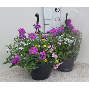 OVERIGE HANGPLANTEN