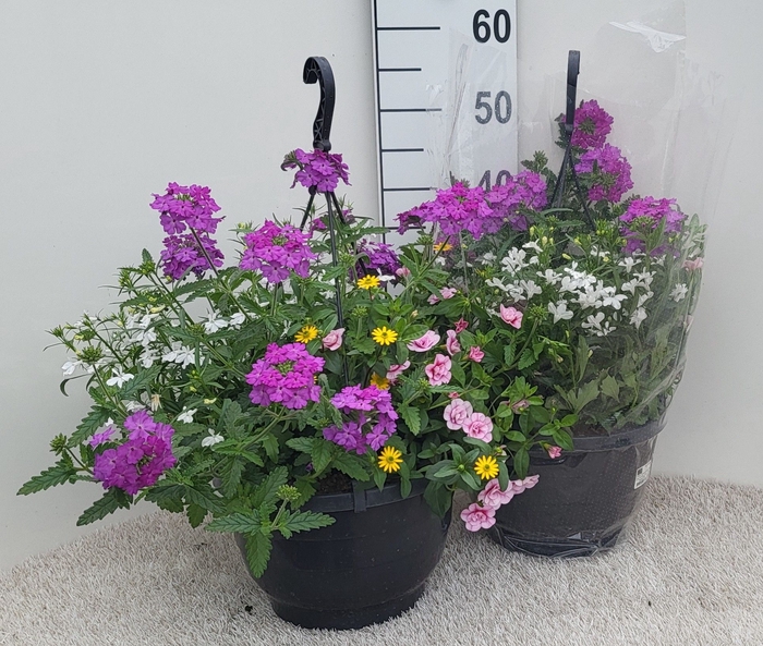 <h4>OVERIGE HANGPLANTEN</h4>