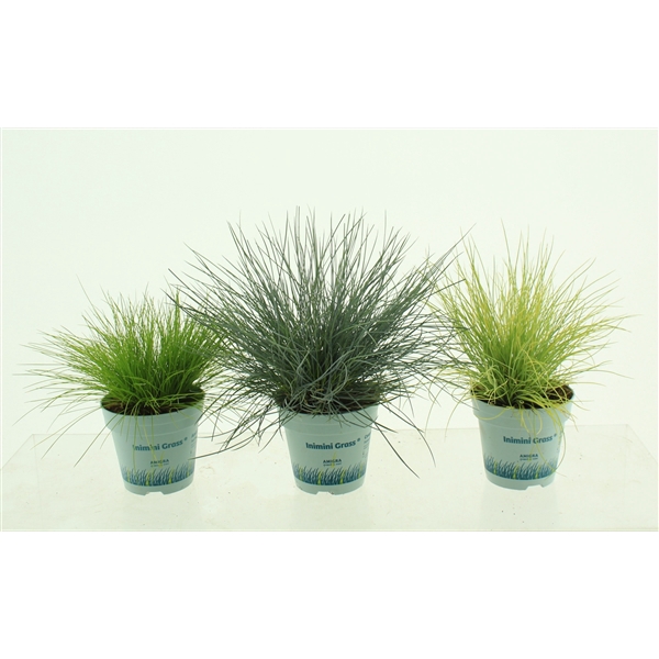 <h4>Siergrassen Mix 10,5cm</h4>