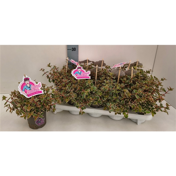 <h4>Abelia Pink Lady 11T</h4>