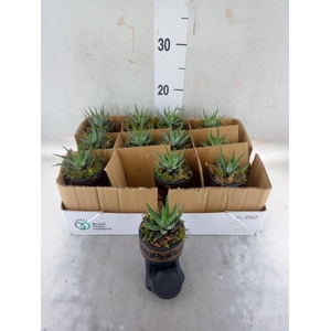 Arr. Kamerplant Groen L%