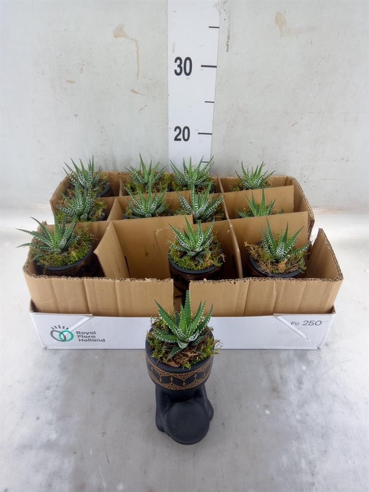 <h4>Arr.   Kamerplant Groen L%</h4>