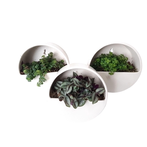 Arr.   Kamerplant Groen L%