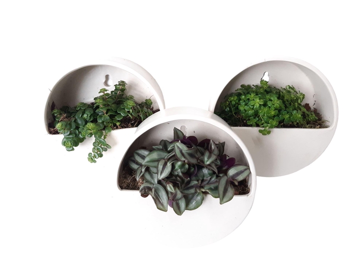 <h4>Arr.   Kamerplant Groen L%</h4>