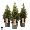 Picea Glauca Magnifique (r), P1