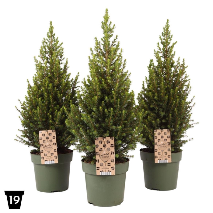 Picea Glauca Magnifique (r), P1