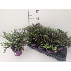 CUPH HYSS GEM IN POT
