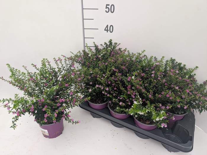 <h4>CUPH HYSS GEM IN POT</h4>