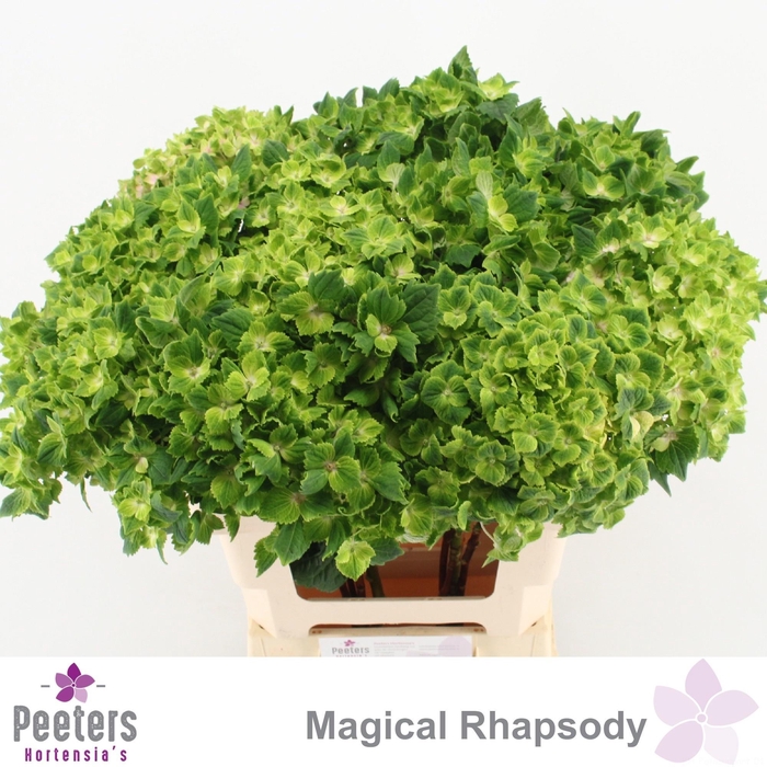 <h4>HYDR M MAG RHAPSODY</h4>