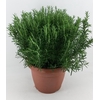 Rosmarinus Officinalis Italië Decopot