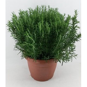 Rosmarinus Officinalis Italië Decopot