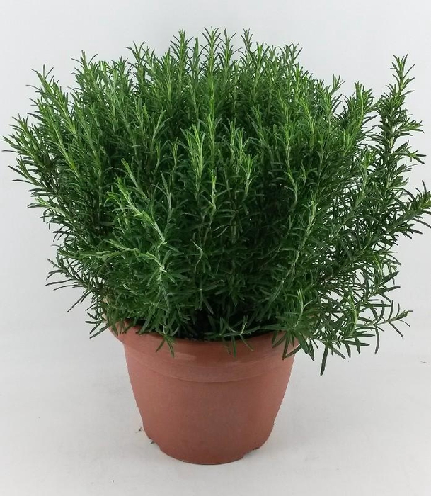 <h4>Rosmarinus Officinalis Italië Decopot</h4>