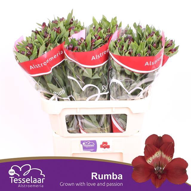 ALSTR RUMBA