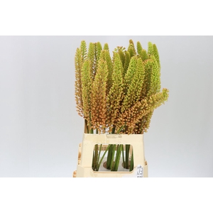 Eremurus Emmy-ro