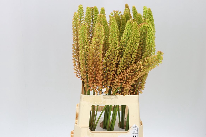 <h4>Eremurus Emmy-ro</h4>