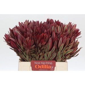 Leucadendron Jester