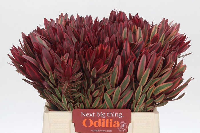 Leucadendron Jester