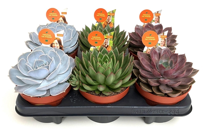 <h4>Echeveria gemengd</h4>