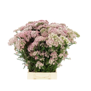 Riceflowers Rose/wit (ozothamnus)
