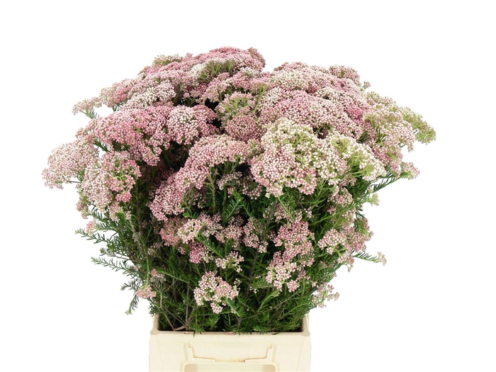 <h4>Riceflowers Rose/wit (ozothamnus)</h4>