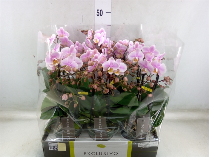 <h4>Phalaenopsis multi.   ...rose</h4>