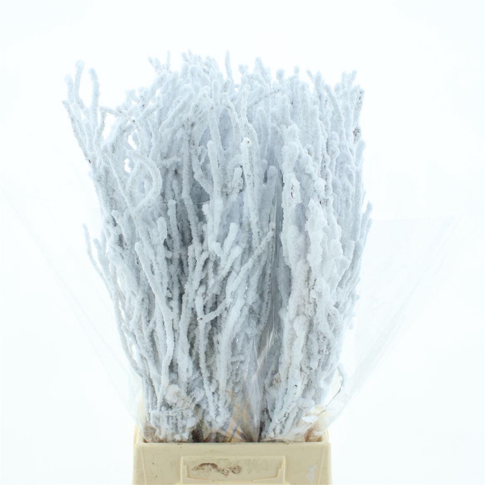 <h4>Berk Sneeuw 60cm (10 Stem P Bunch)</h4>
