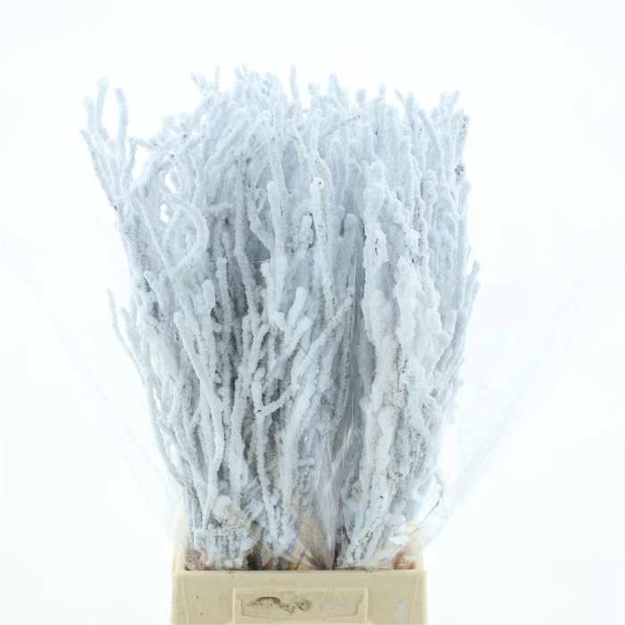 <h4>Berk Sneeuw 60cm (10 Stem P Bunch)</h4>