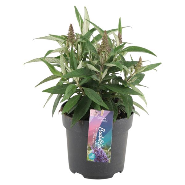 <h4>Buddleja Candy 'Little Lila' p17 (PT)</h4>