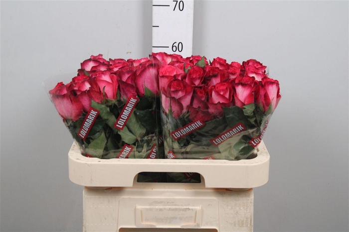 <h4>R Gr Nicoletta</h4>