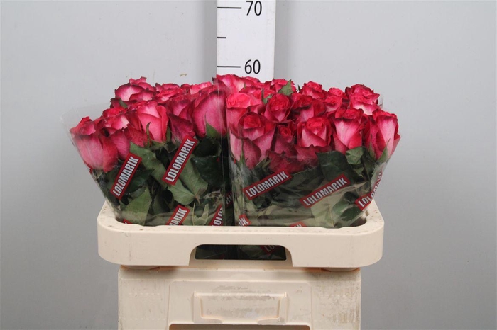 <h4>R Gr Nicoletta</h4>