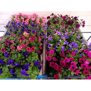 Petunia  'Surfinia'   ...mix