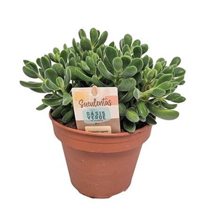 Crassula Rogersii - 1154