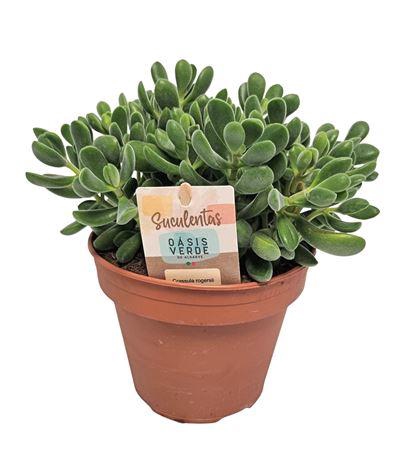<h4>Crassula Rogersii - 1154</h4>