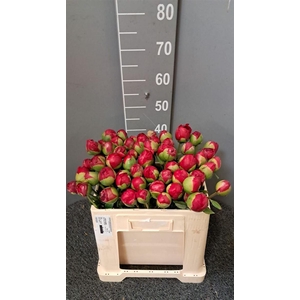 Paeo Com Performance