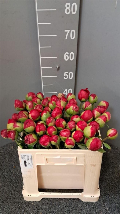 <h4>Paeo Comm Perform Rosa</h4>