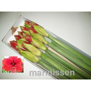 Hippeastrum ferrari