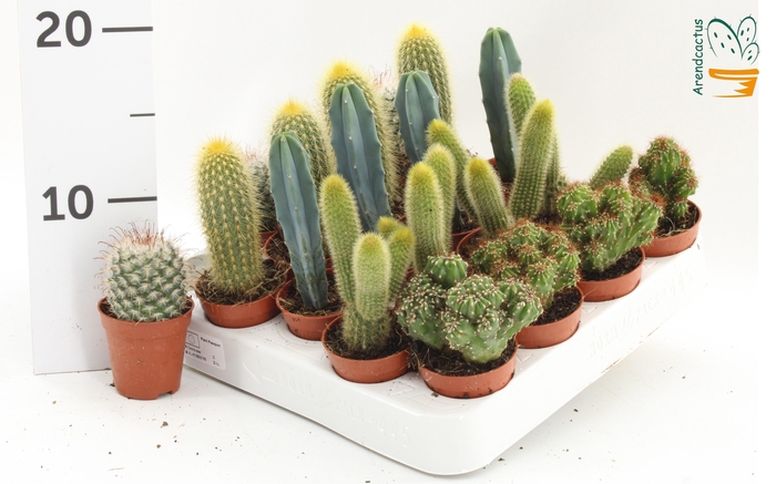 <h4>CACTUS GEM</h4>
