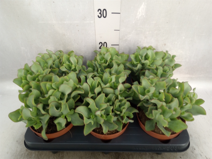 <h4>Crassula arborescens 'Curly Green'</h4>