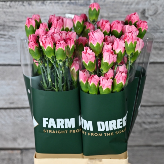 <h4>DI ST GINZA</h4>