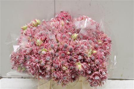 <h4>Blushing Bride Pink 10+ Flowers</h4>