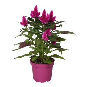 Celosia 'Deep Purple' without sleeve/label