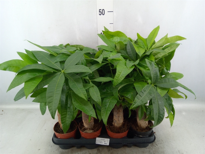 Pachira aquatica