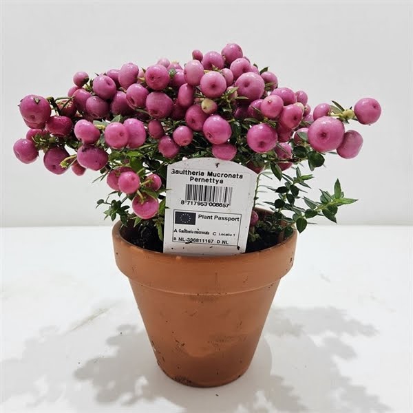 <h4>Gaultheria mucronata Terracotta Rood</h4>