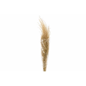 Dried Munni Grass Natural Bunch Slv