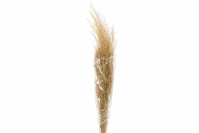 <h4>Dried Munni Grass Natural Bunch Slv</h4>