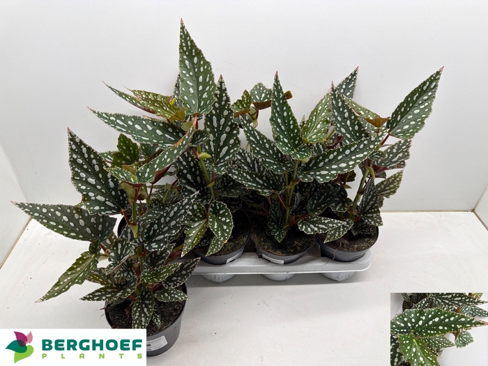 <h4>BEG MA SPOTL GREEN</h4>