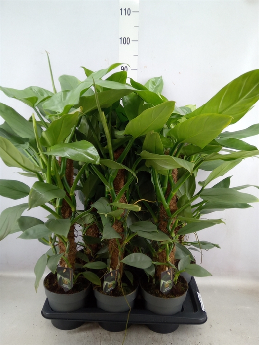 <h4>Philodendron  'Silver Queen'</h4>