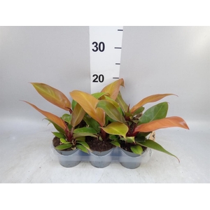 Philodendron   ...