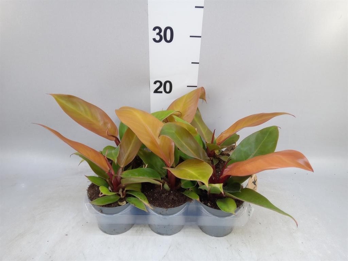 <h4>Philodendron   ...</h4>