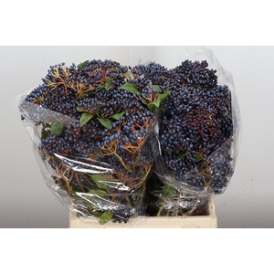 Viburnum Staalbes 250 Gr.